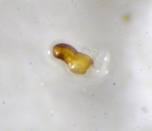 Bembidion coeruleum